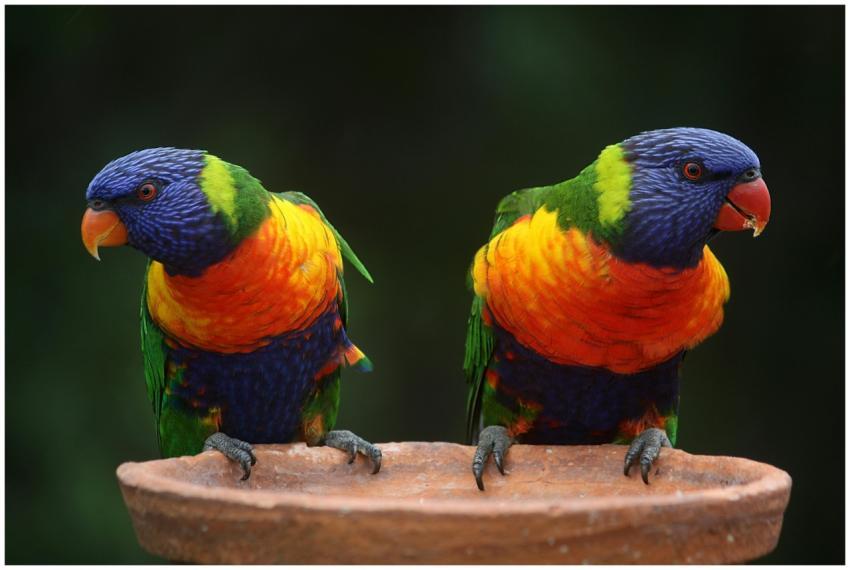 Colorful rainbow lorikeets perched in a natural se