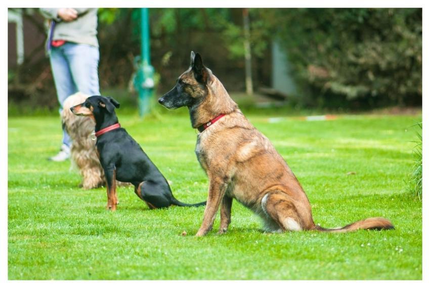Dog Seat Pet Seat Exercise