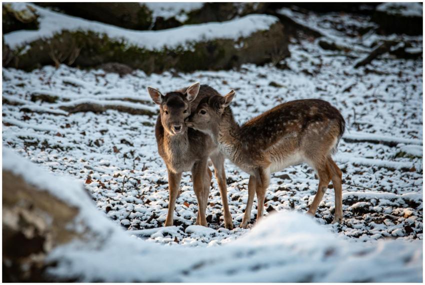Two young fallow deer nuzzling in a snow-covered f