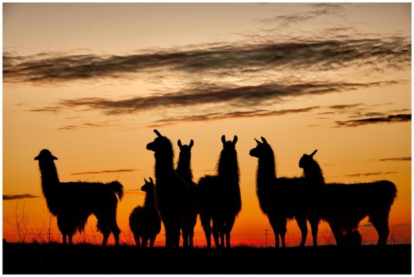 Silhouettes of llamas stand against a vibrant suns
