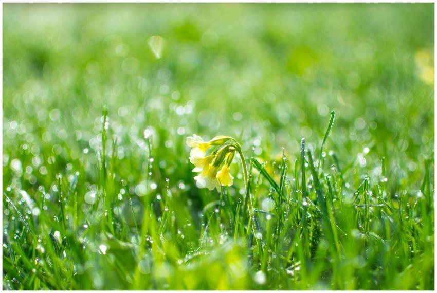 Beautiful primrose flower surrounded by fresh dew-