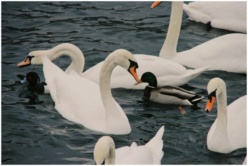 A serene group of swans and ducks swimming in a la