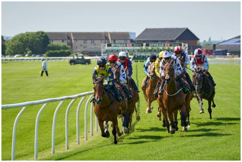 Free stock photo of animal sports, bit, bridle