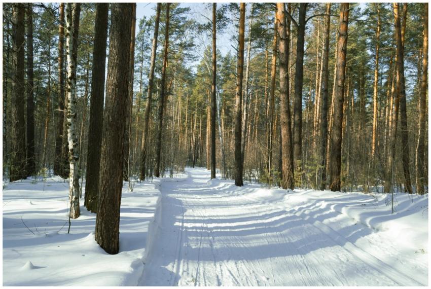 A serene snowy forest path illuminated by winter s