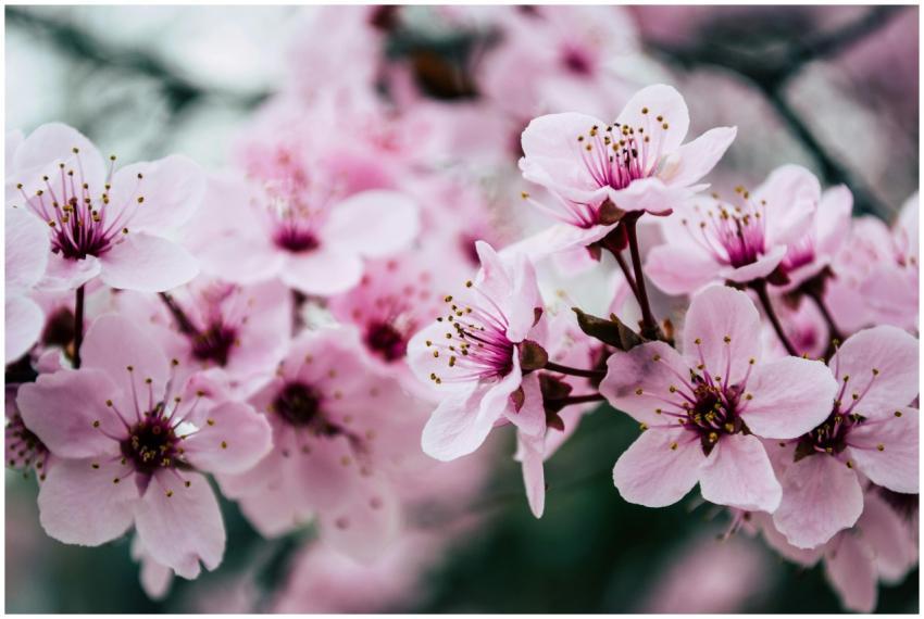 Vibrant close-up of pink cherry blossoms capturing