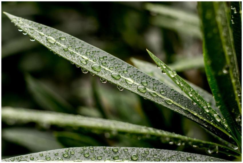Detailed close-up of lush green leaves with dew, s