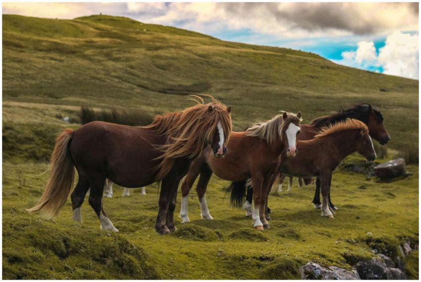 Group of wild horses peacefully grazing in a lush