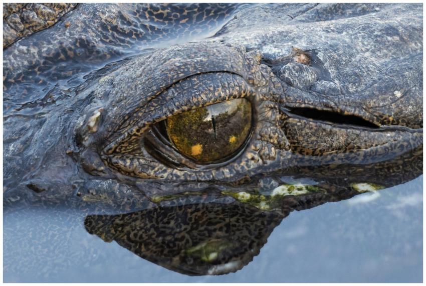Detailed close-up of a crocodile's eye showcasing