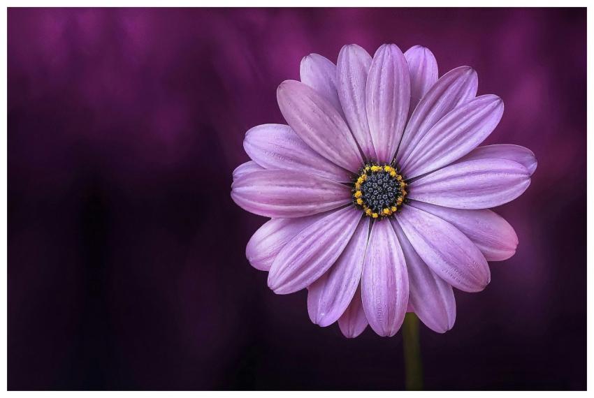 Close-up of a beautiful purple daisy on a dark bac