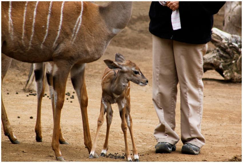 A young antelope stands beside a person in a wildl