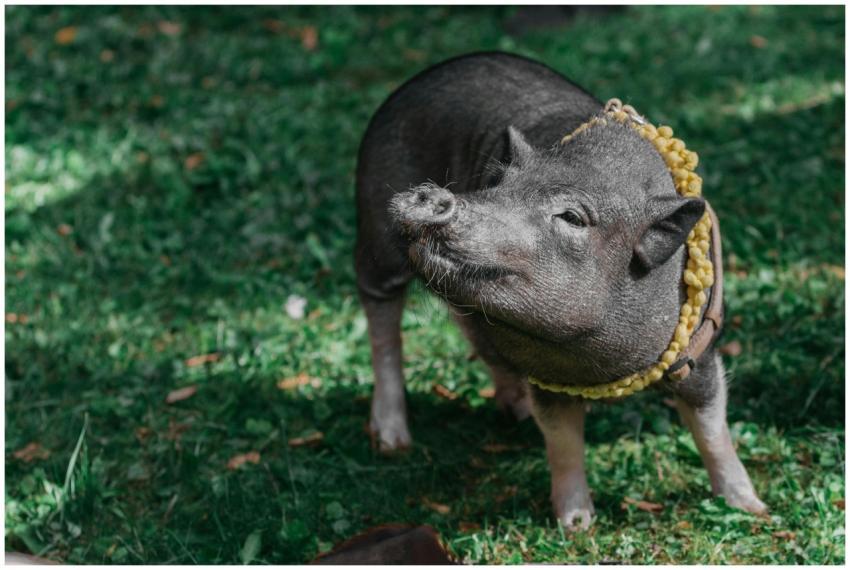 A delightful potbellied pig wearing a decorative y