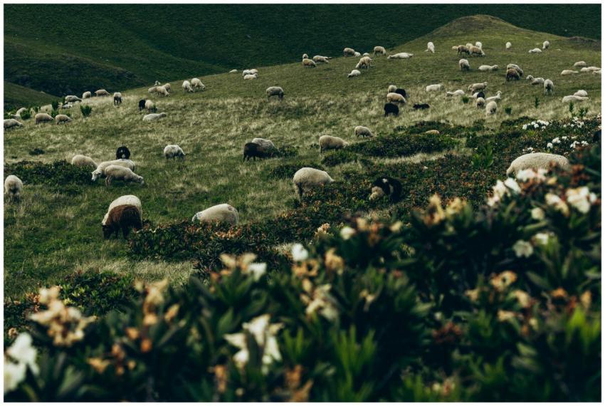 Scenic view of sheep grazing in Arkhyz, Russia. Lu