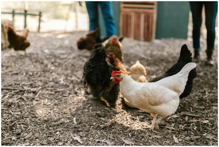 A tranquil scene of free-range chickens in a farmy