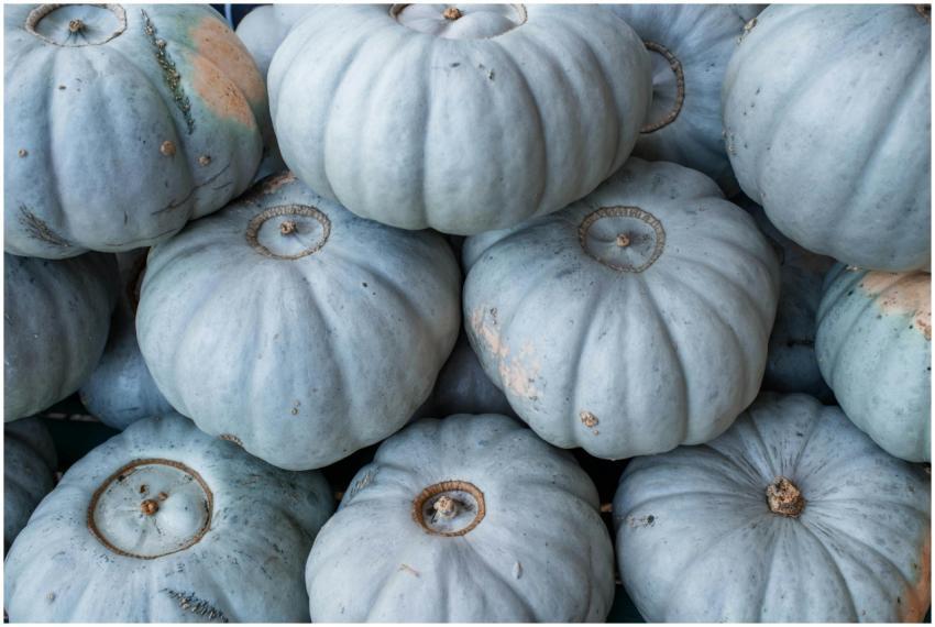 Close-up of blue hubbard squash with rough texture