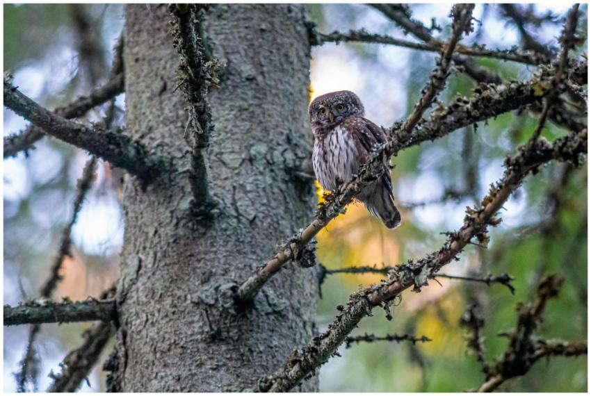 A Eurasian Pygmy Owl perched on a tree branch in a