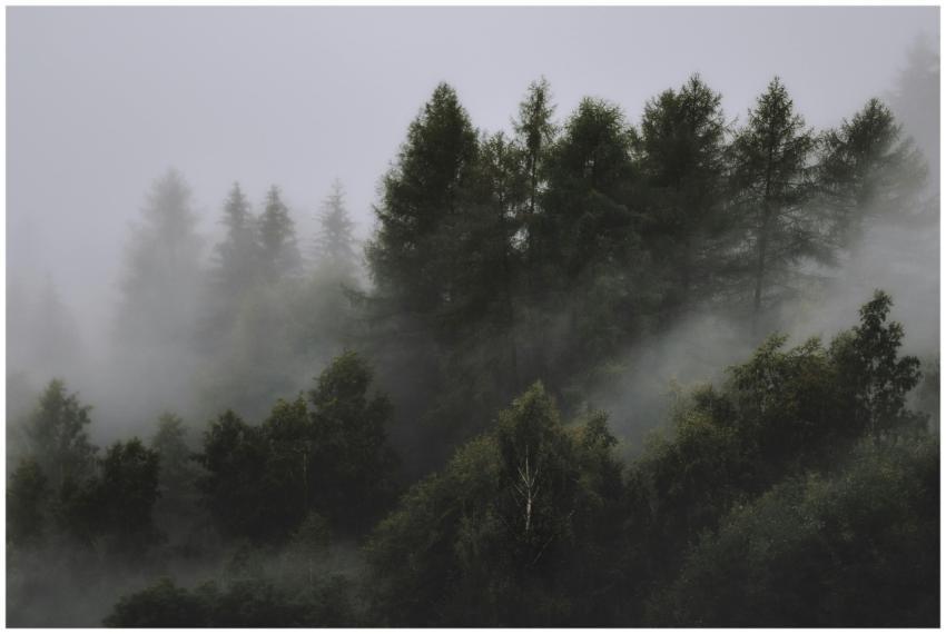 Serene view of a mist-covered forest with tall con
