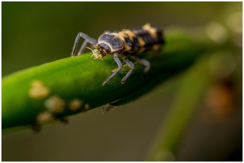 Macro shot of a ladybug larva on a green stem, sho
