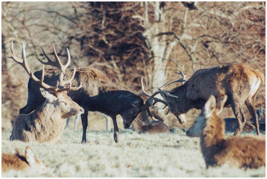 Dynamic deer stag fight showcasing wildlife behavi