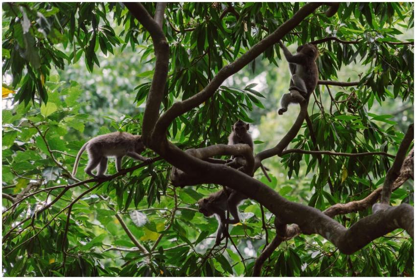 Vibrant scene of macaque monkeys playing energetic