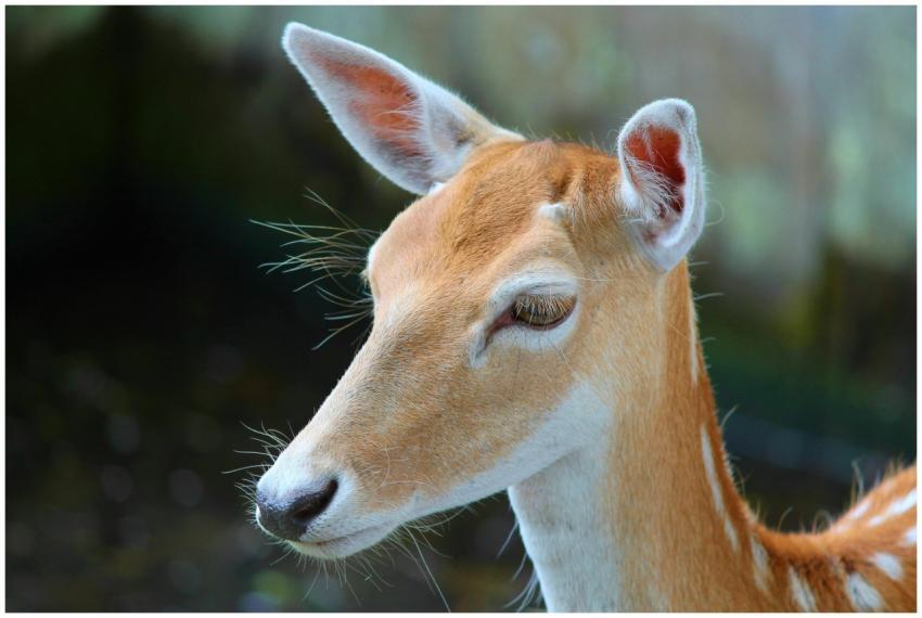 A beautiful close-up of a deer showcasing its deli