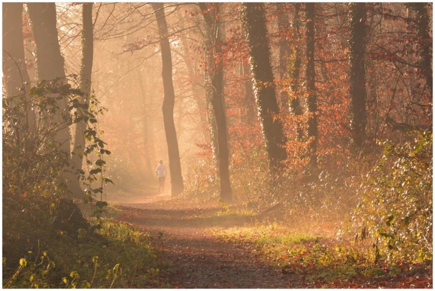 A person jogs along a foggy forest path surrounded