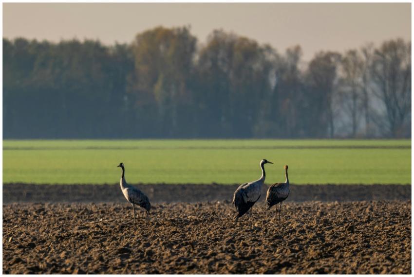 Cranes Autumn Field Garesnica