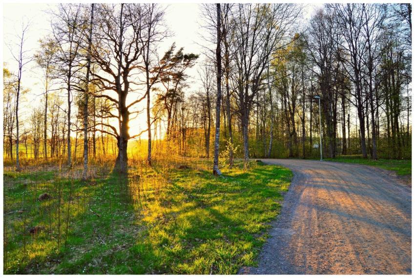 Serene forest pathway with golden sunset light in