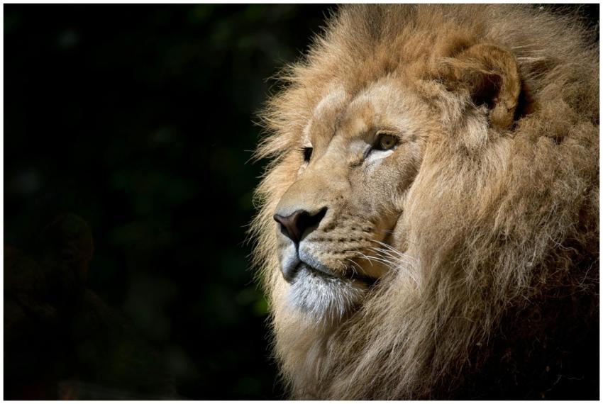 Close-up of a lion basking in the sunlight, showca