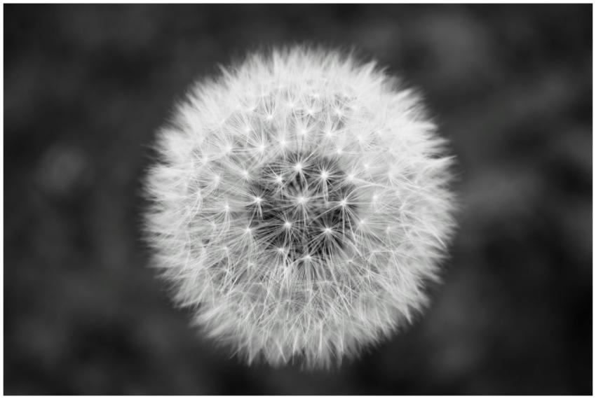 Stunning black and white close-up of a dandelion s
