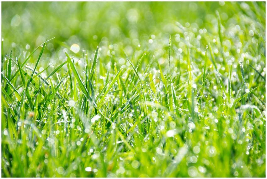 Fresh morning dew on vibrant green grass, capturin