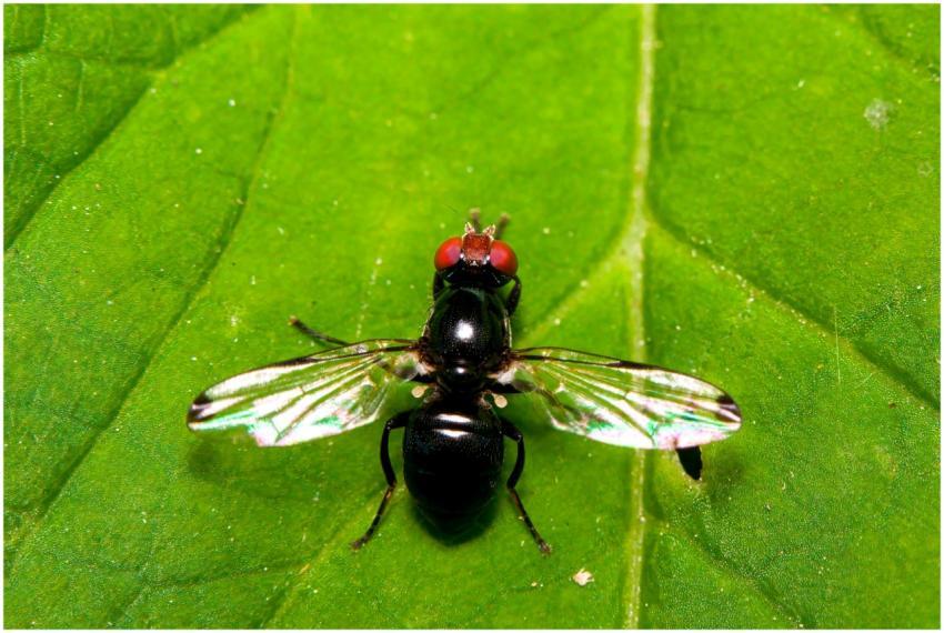Detailed macro shot of a black fly with red eyes r