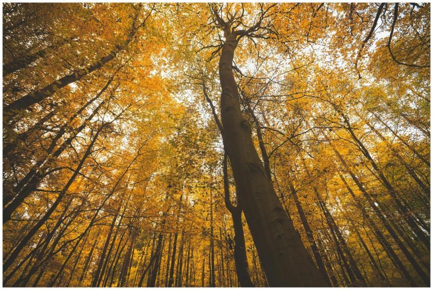 Low angle shot of a golden autumn forest with towe