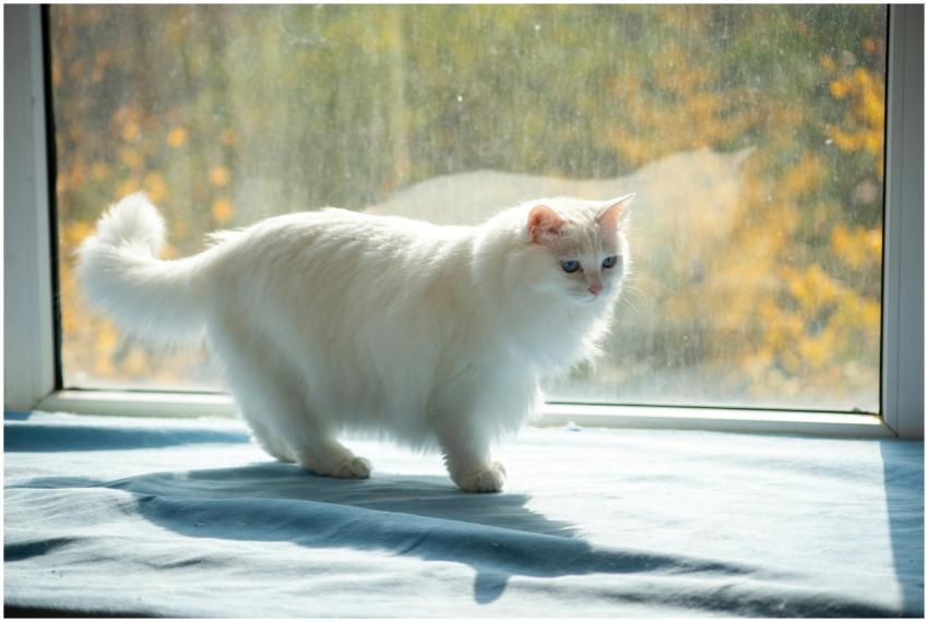 White Cat Sunbathing Window