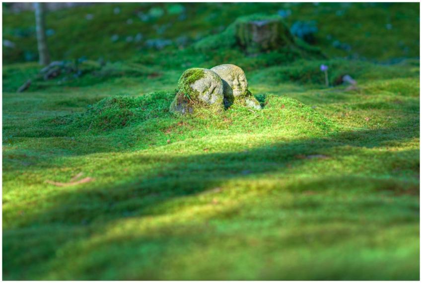 Serene stone Jizo statue amid lush green moss in a