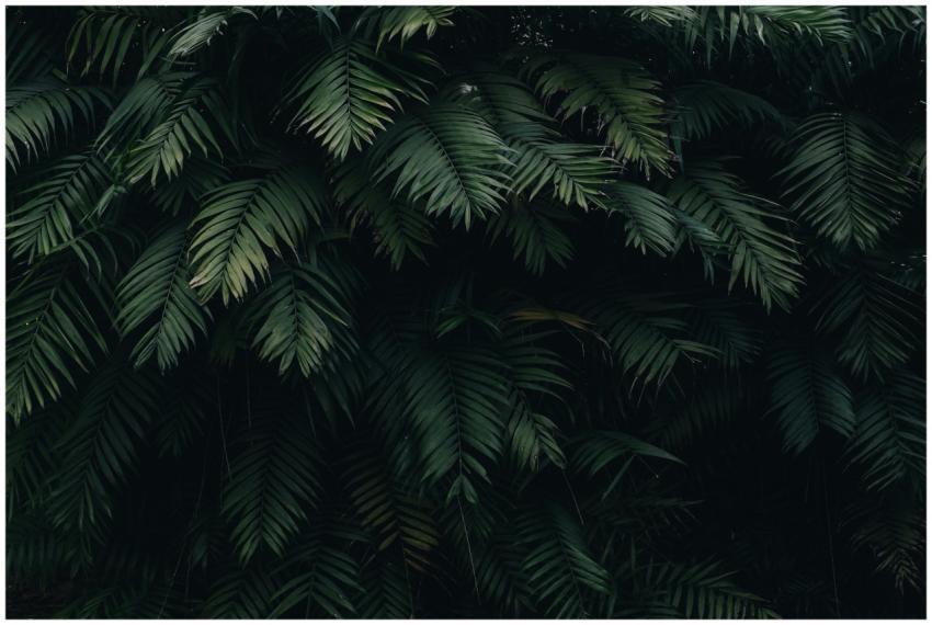 A detailed capture of dense dark green tropical fe