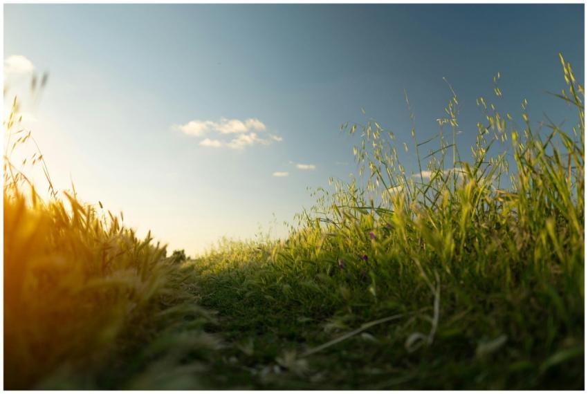 Capture of a tranquil grass field under a clear sk
