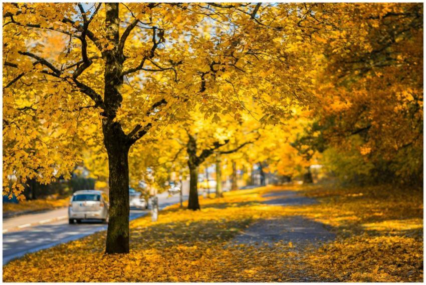 Bright golden autumn foliage along a tranquil road