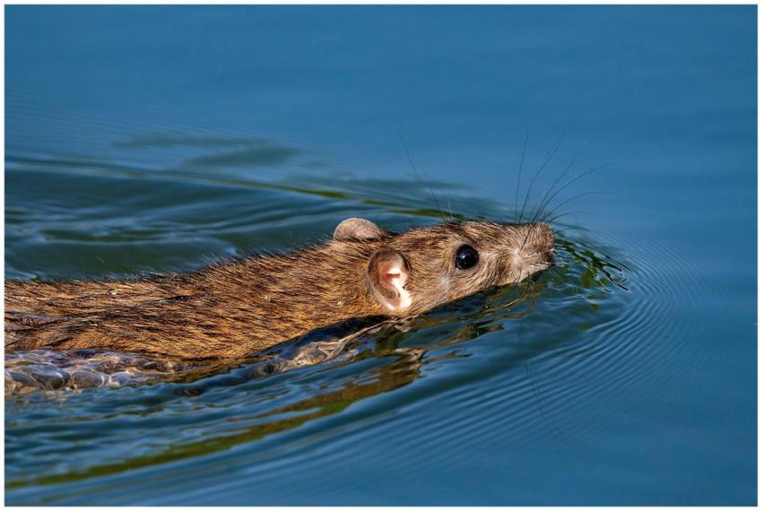 A brown rat swimming gracefully with whiskers visi
