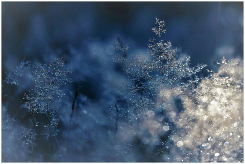 Capture of frosty grass with sparkling water dropl