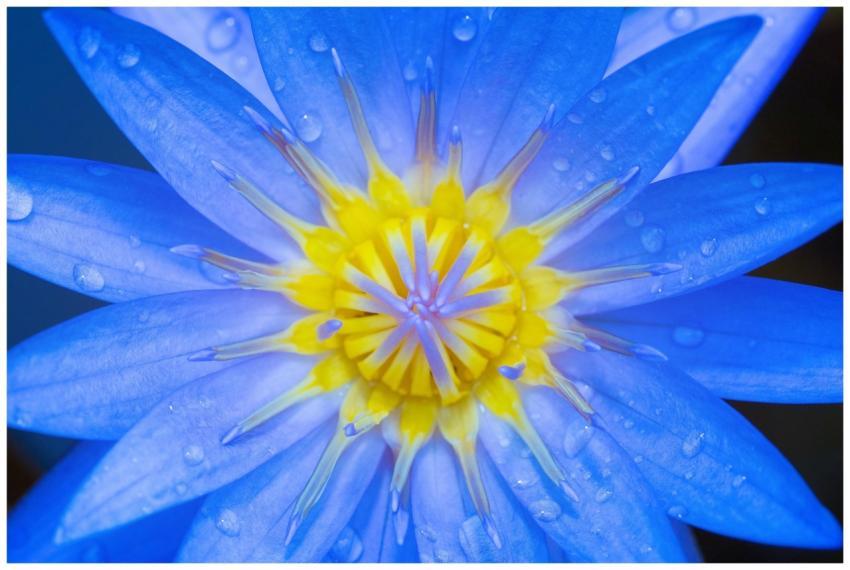 Close-up of a vibrant blue water lily with dewdrop