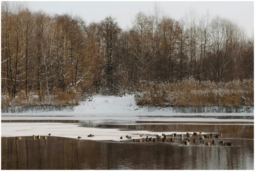 Tranquil winter river with ducks and snow-covered