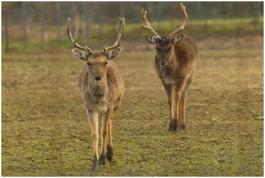 Two European fallow deer with antlers walking on t
