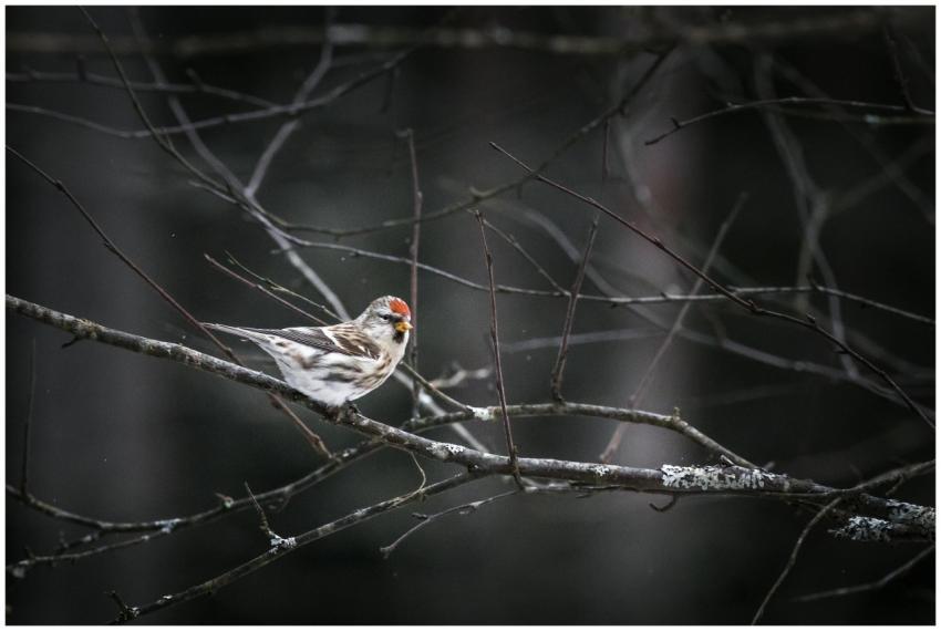 Close-up of a redpoll bird perched on a branch wit