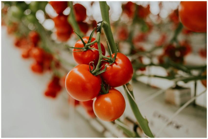 A vibrant close-up of ripe tomatoes on the vine in