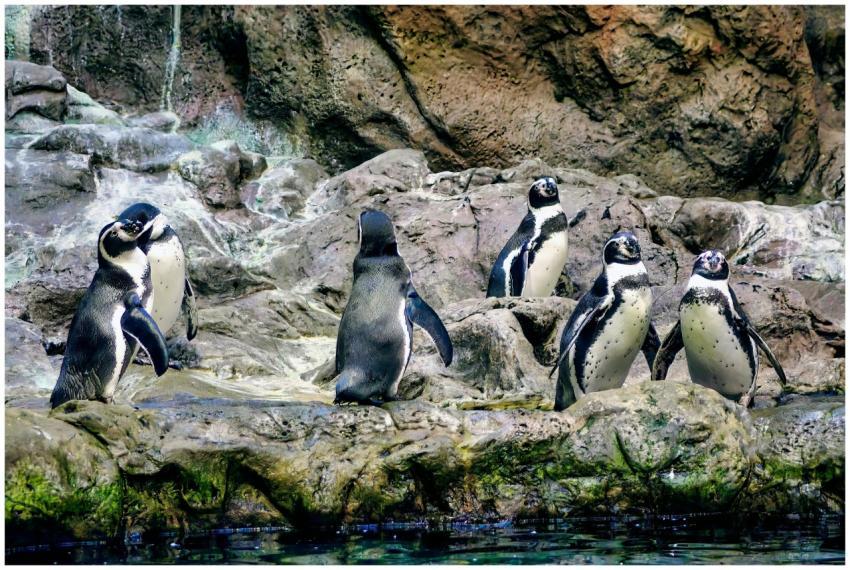 A colony of Humboldt penguins standing on a rocky