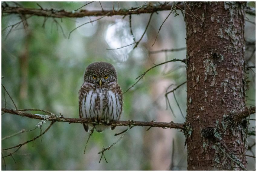 Close-up of Eurasian pygmy owl (Glaucidium passeri