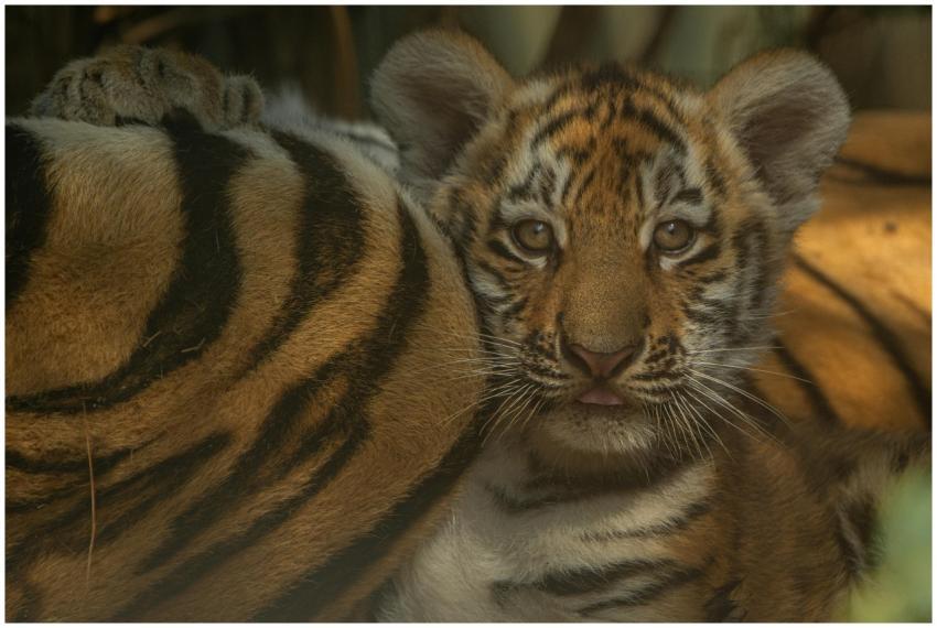 A close-up of a cute tiger cub resting against its