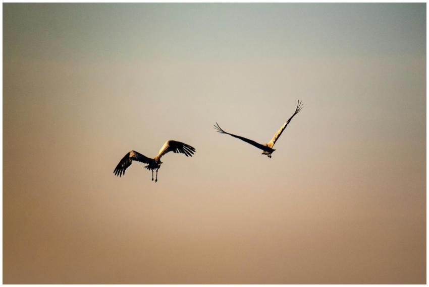 Cranes Soaring Sunset Croatia