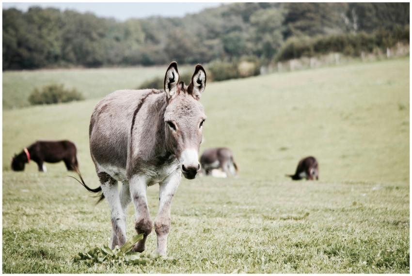 A close-up of a donkey grazing in a green pasture,