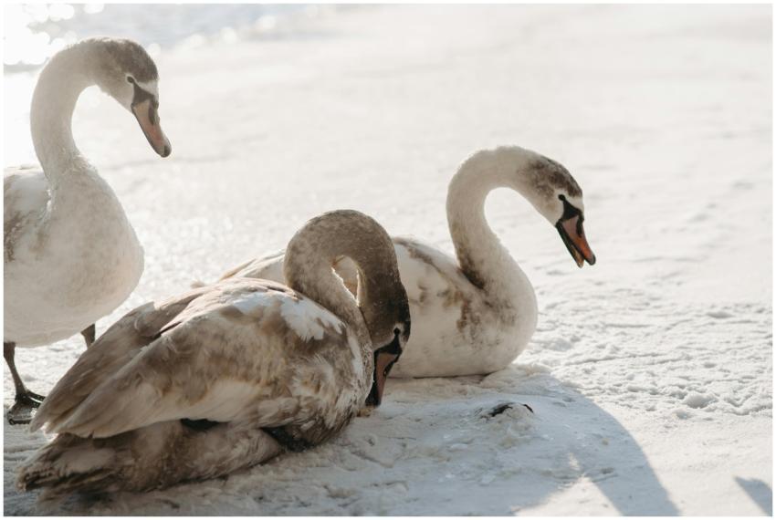 Three elegant swans resting peacefully on a snowy